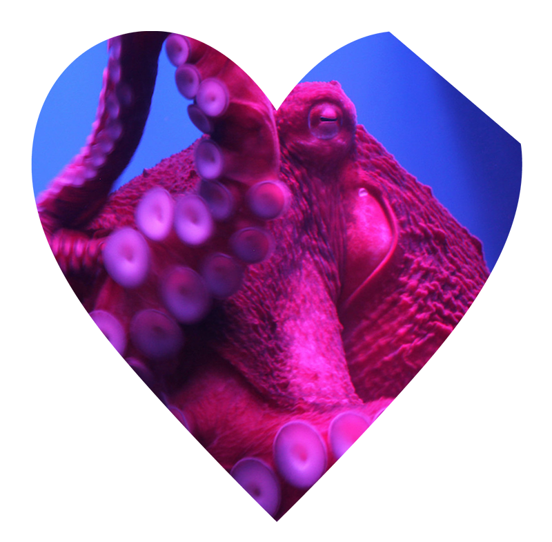Octopus: Taino Needle Science